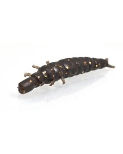 DAPPY CADDYS FLY L